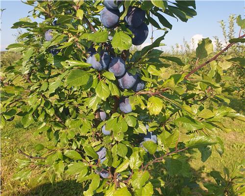 Livada 2,04 ha , in Iadara