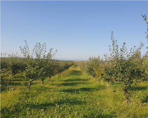 Livada 2,04 ha , in Iadara