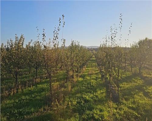 Livada 2,04 ha , in Iadara