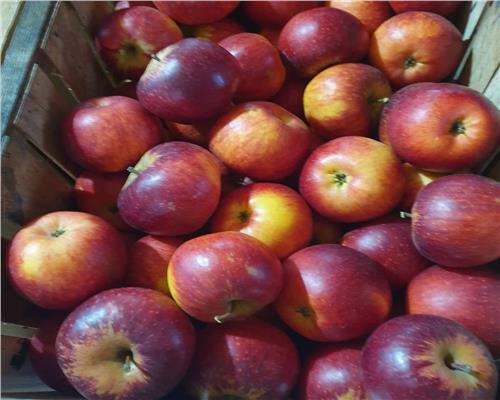 Livada 2,04 ha , in Iadara