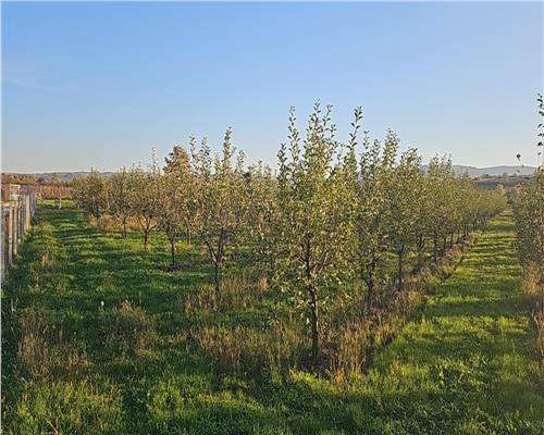 Livada 2,04 ha , in Iadara